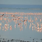  Lake Manyara, TZ